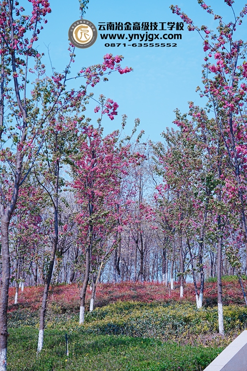 冶金www.ynyjgx.com，087163555552 (8).jpg